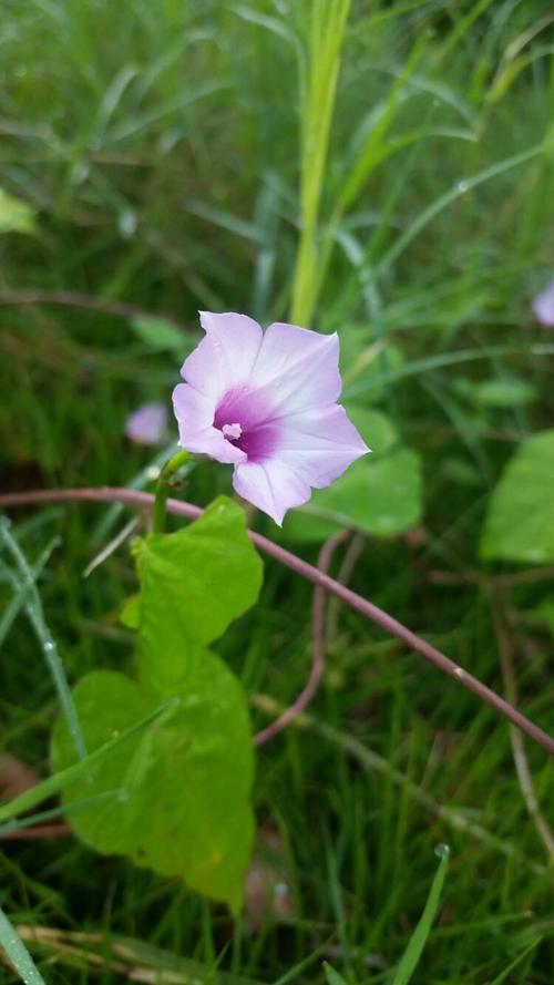 角落里的牵牛花