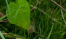 角落里的牵牛花