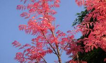 城市的树，乡村的树