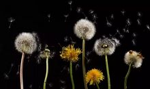 如果我是一朵蒲公英