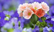 梦想是凌寒怒放的花朵