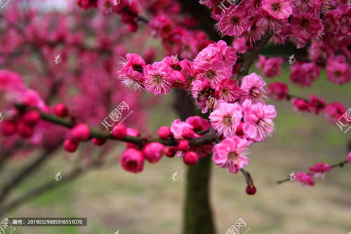 红梅花在心脏领域