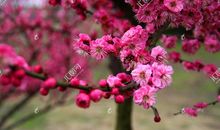 心田上的红梅花