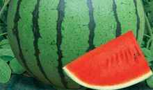 我是一颗西瓜种子