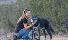 读最后一匹狼有感