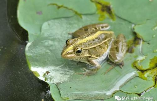 夏季蛙