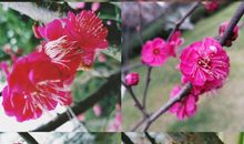 岸上花开，珍惜拥有