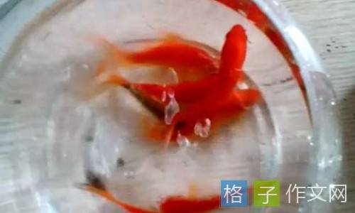 淘气的小金鱼