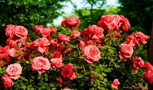 花开花落，来年香依旧