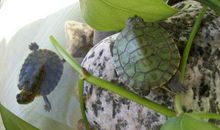 我家的两只小乌龟