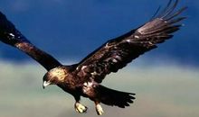 我想变成一只鹰