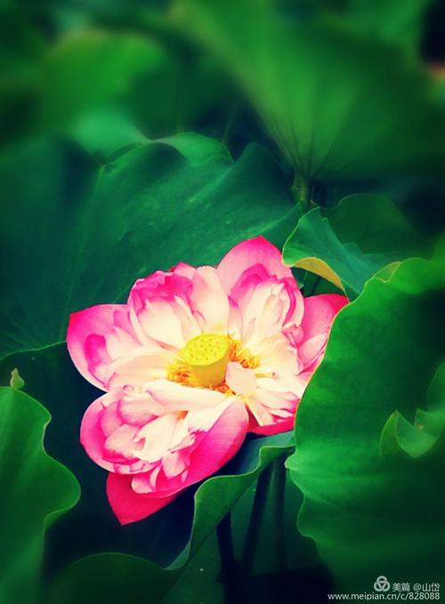 校园莲花