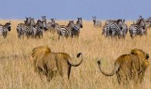 非洲大草原之旅