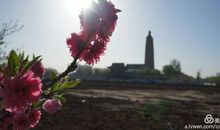 在喧嚣中静默绽放