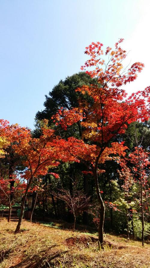 秋叶的季节