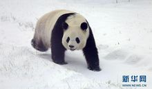 一觉醒来，我变成了大熊猫