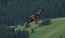 渴望自由的生命