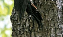 啄木鸟玫瑰花和大树