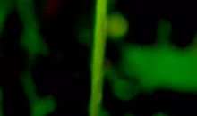 我是一颗蒲公英种子