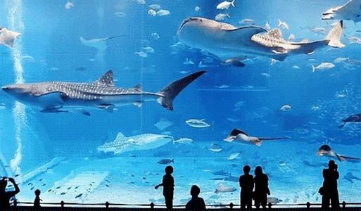 触摸大海
