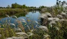 美丽的姜山湿地