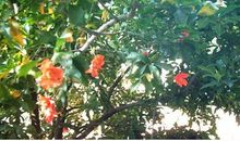 我的心爱之物石榴树