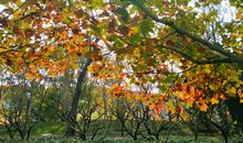 我发现了秋的美