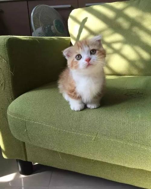 我的“猫”父亲