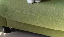 我家的“猫”爸爸