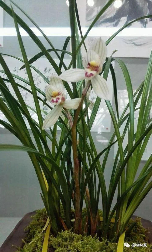 我在家爱兰花