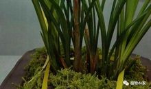 我爱家中的兰花