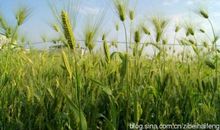 农家的早晨真好