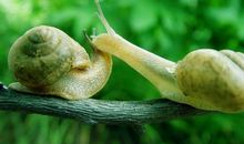 蜗牛触动了我的心