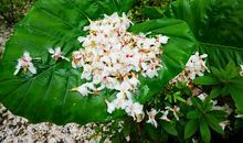 桐花院里的春秋