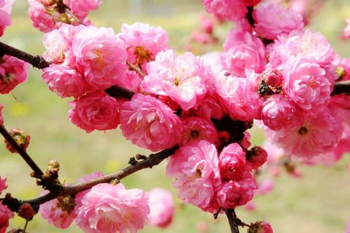 榆树梅花