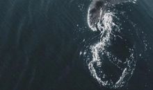 大鲸鱼在海边读后感