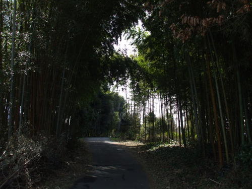 故乡的小竹林