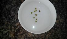 观察种子发芽日记