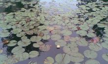 在没有花香的日子里