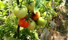 冬季大棚赏牡丹