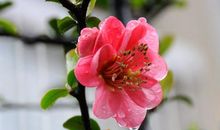 我家楼下的海棠树