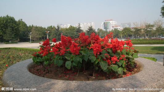 花坛一角