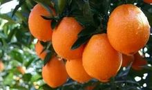 我爱故乡的脐橙