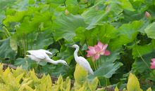 我的世界温暖如春