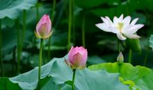 你若花开芳香自来