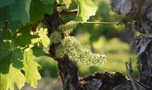 葡萄的自述说明文