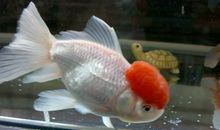 我的心爱之物金鱼