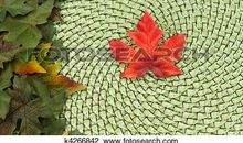 枫树叶下的奶奶