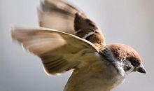 我喜爱的小麻雀