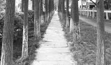 林大伯的致富梦